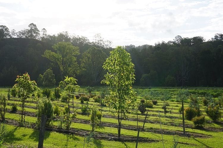 About | Hanging Rock Flowers