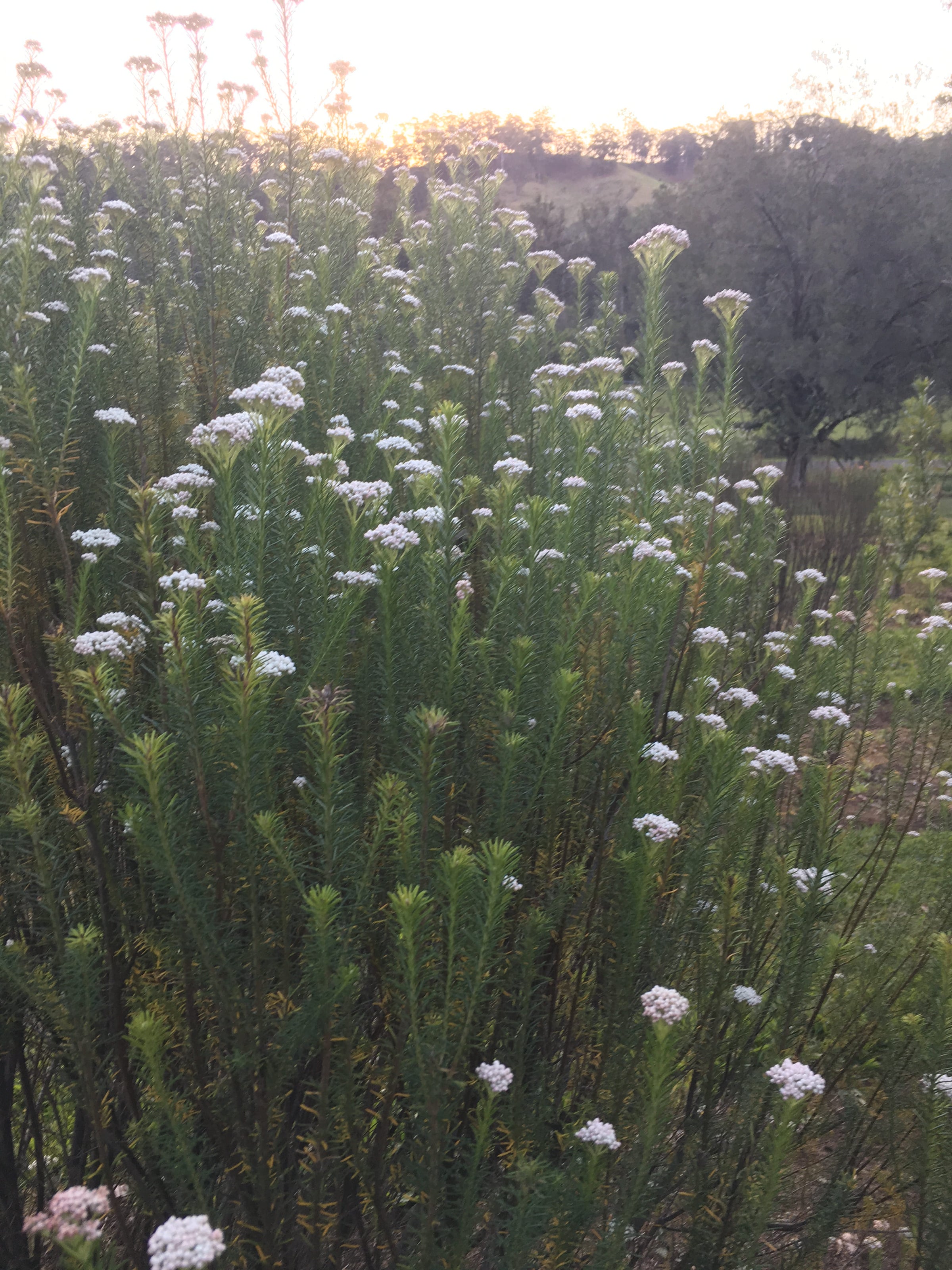 About | Hanging Rock Flowers